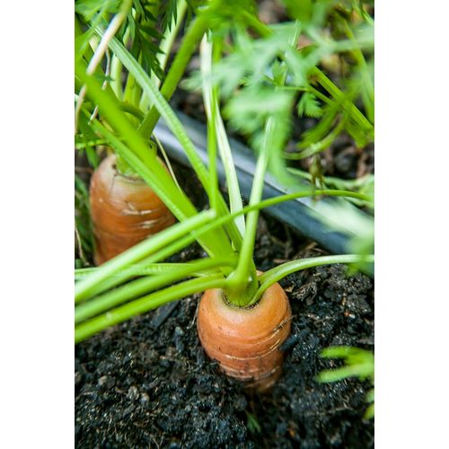Horton, Janet 아티스트의 Issaquah-Washington State-USA Yaya carrots growing with tops showing작품입니다.